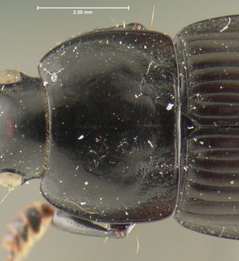 Media type: image;   Entomology 32987 Aspect: pronotum dorsal